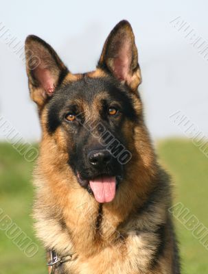 german shepherd