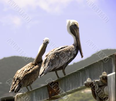 Pelicans