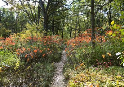Red drops of Canadian fall 3