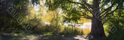 Big tree on lake shore 2