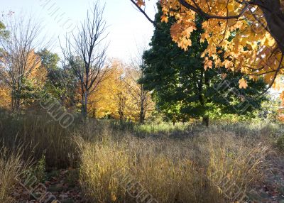 Autumn in the park 20