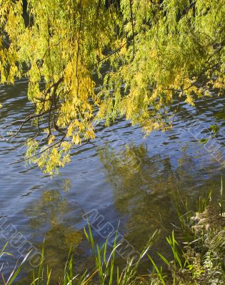 Lake shore reflections