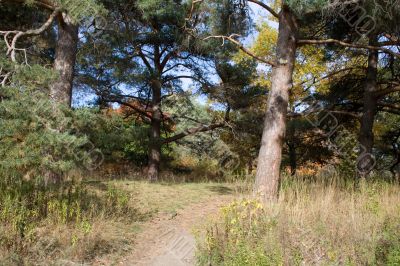 Autumn in the park 13