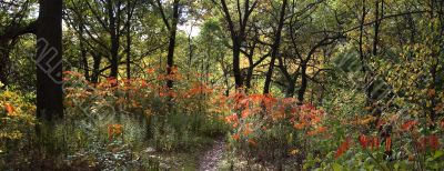 Red drops of Canadian fall 5
