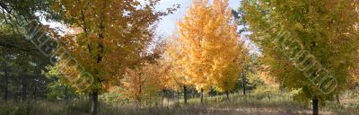 Autumn in the park 11