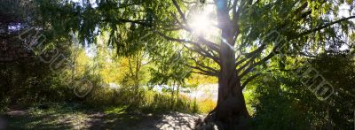 Big tree on lake shore