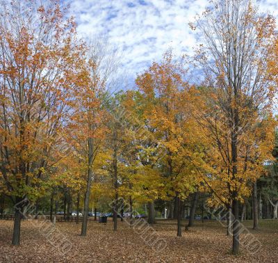 Autumn in the park 9