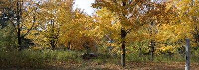 Autumn in the park 2