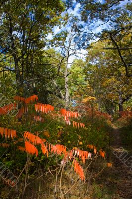 Red drops of Canadian fall 1
