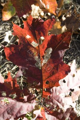 Red fall leaf 1