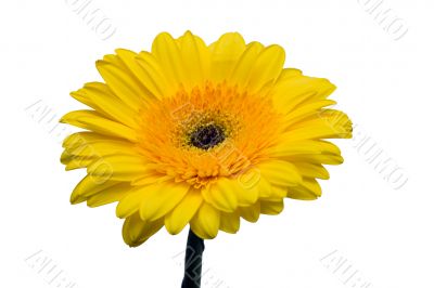 Yellow gerbera