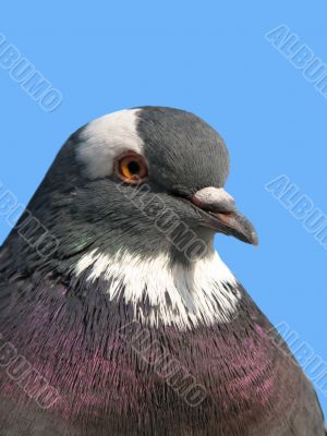 Rock pigeon