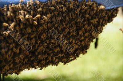 cluster of bees