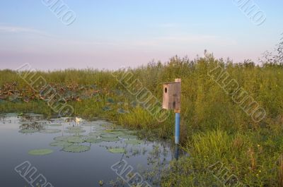 Birdhouse on the water