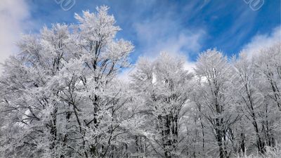 winter forest