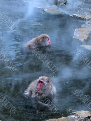 macaques in hot spring