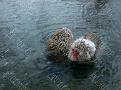 macaques in hot spring