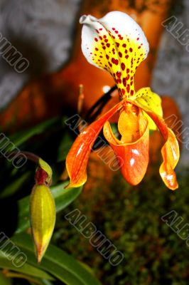 Orchid of my mum