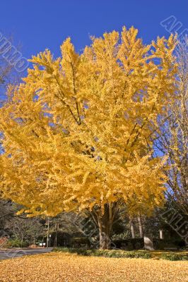 Yellow Tree in Fall