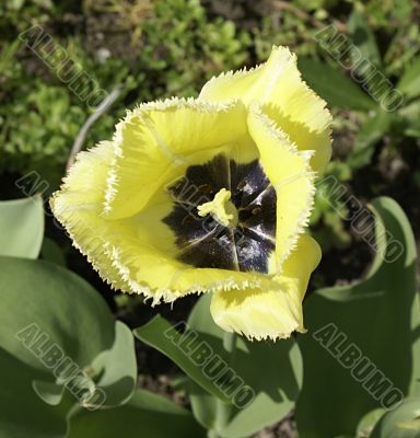 Blossoming yellow tulip.