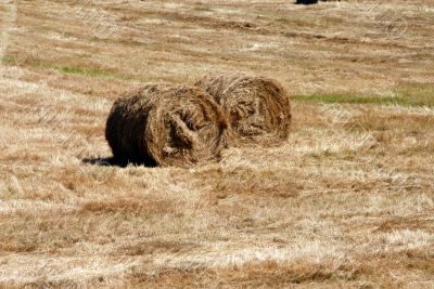 Hay field in summer