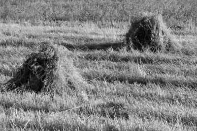 Photo of Hay Sheaf