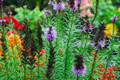flowers in my garden