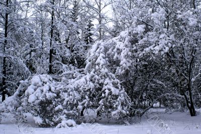 Under weight of a snow