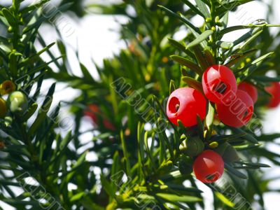 yew tree