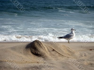 beach and sea gull