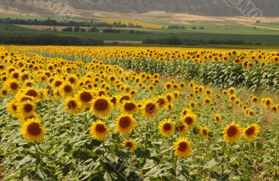 Yellow Fields