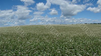 buckwheat field blossoming uder cloudy blue sky