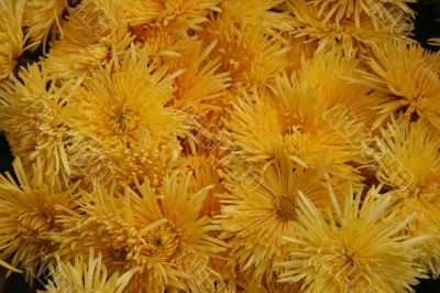 detailed close-up background of fresh flowers
