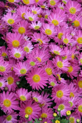 detailed close-up background of fresh flowers