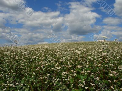 white buckwheat field in blossoming