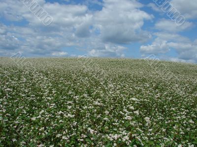 white buckwheat field in blossoming
