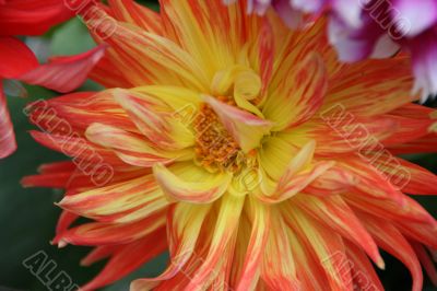 detailed close-up of vivid red fresh flower