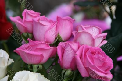 Few purple pink rose flowers bouquet