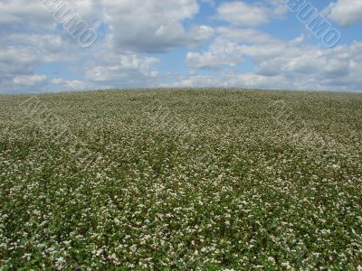 buckwheat field in white blossoming cloudy sky