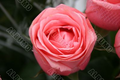 alone purple pink rose flower