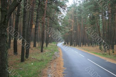 Highway thru old green pine wood