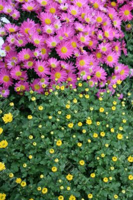 vivid varisorted multicolored flowers background
