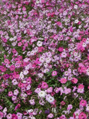 vivid varisorted multicolored flowers background
