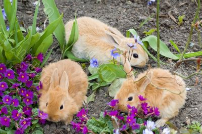 three red rabbits go on a journey #2