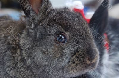 close up snout rabbit