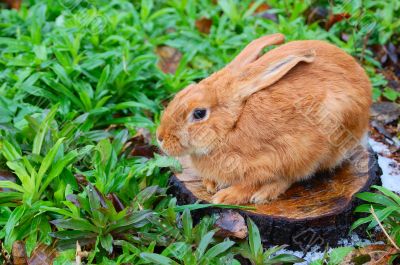 red rabbit on the stub