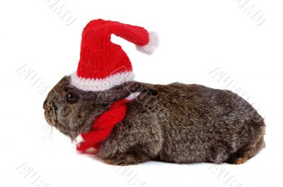 grey rabbit dressed like santa