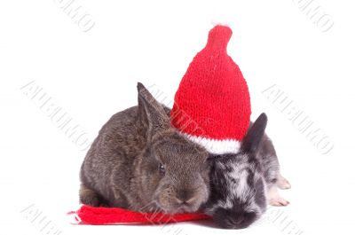 two rabbit under one hat