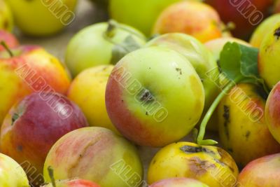 Cropping of apples