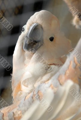 White parrot